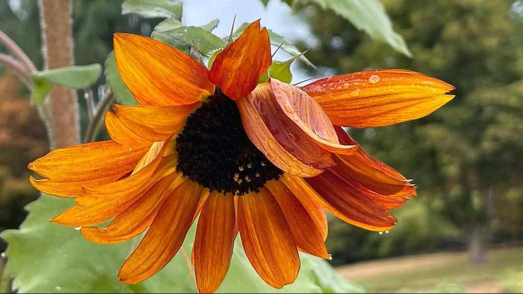 Sunflowers and Chickadees: Celebrating Fall with Art and Nature