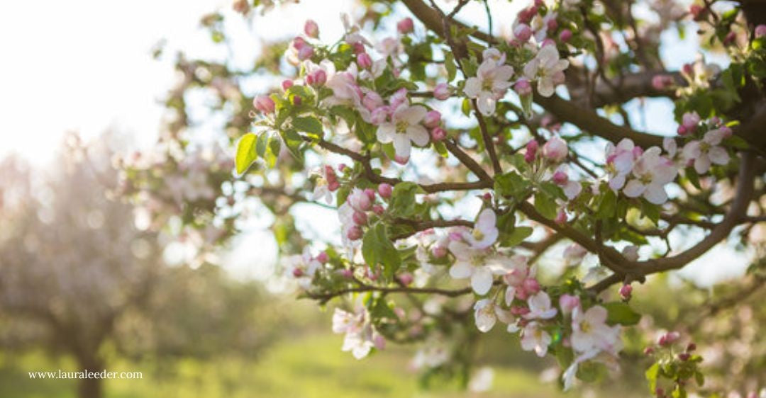 The Story Behind The Orchard Singer