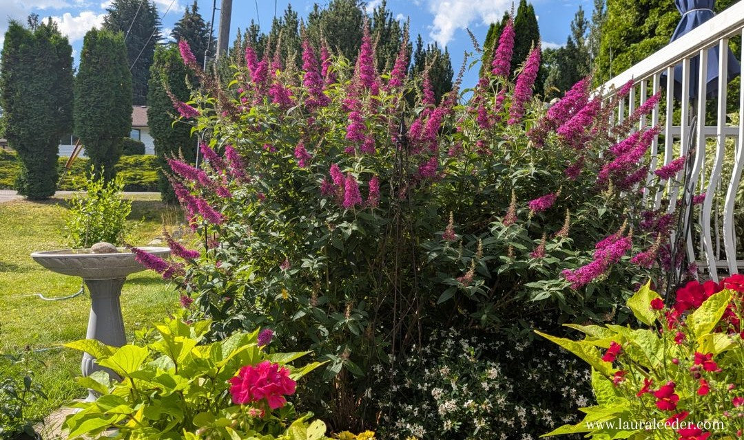 Summer Afternoons in the Garden | July Notes from Lauras Garden Studio