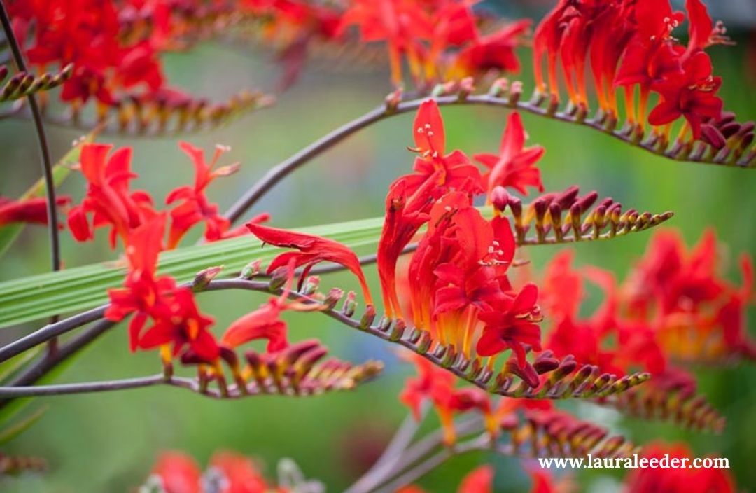 Hummingbirds of the Kootenays