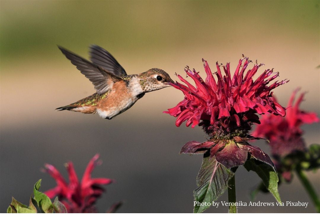 Hummingbirds of the Kootenays