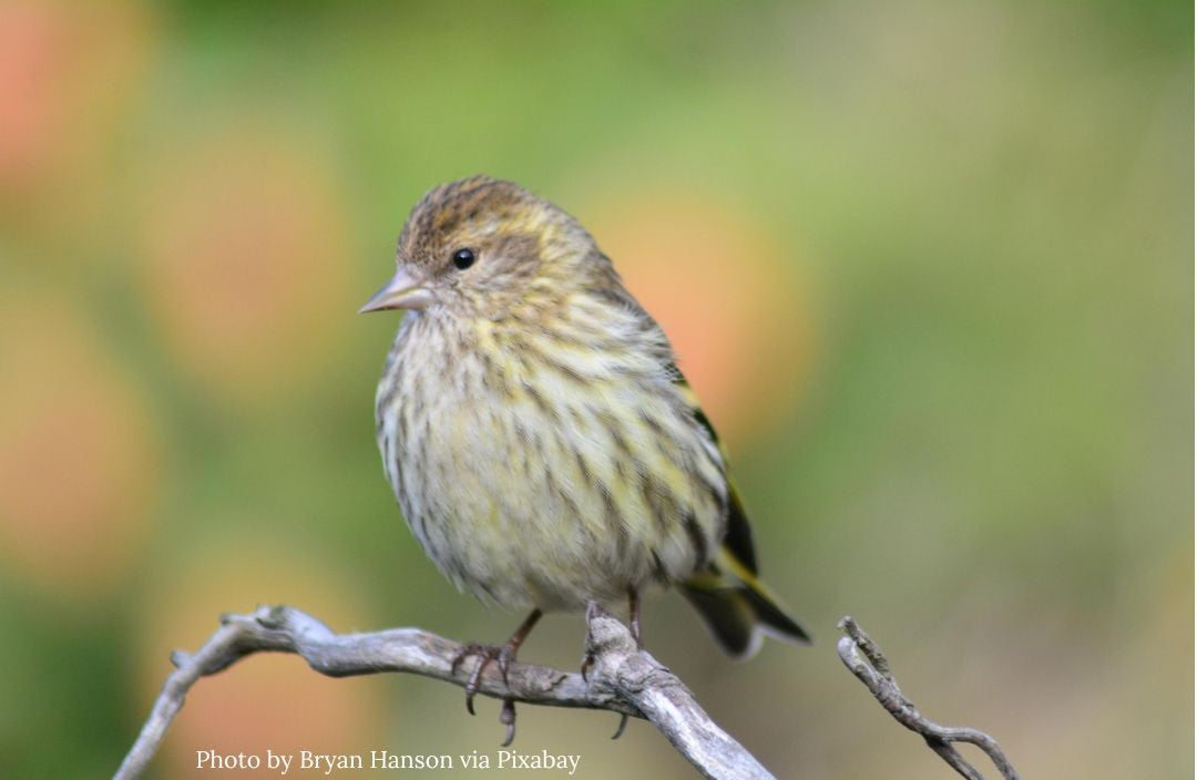 Meet Eight Backyard Birds of the Kootenays