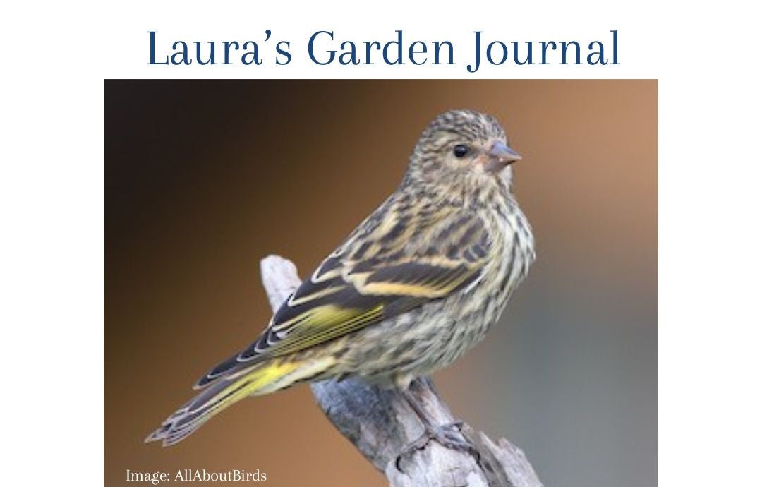 Meet Eight Backyard Birds of the Kootenays