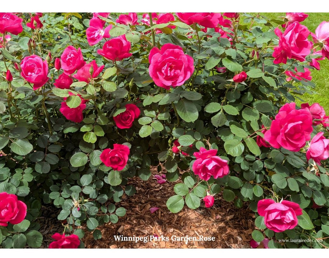 June in the Garden: Birds, Blooms & Creative Inspiration