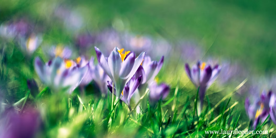 Spring Awakens: A Celebration of Blossoms & Songbirds