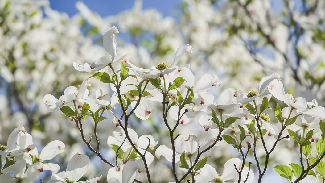 Gardening and Art: Cultivating Inspiration