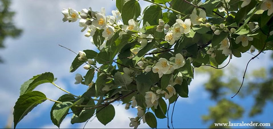 Creative Joys of June: Studio Inspiration & Birdsong