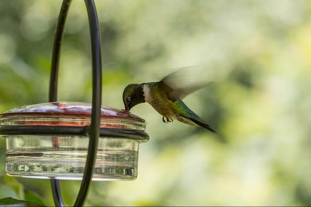 Phlox, Fuchsia & Feathers: Welcoming the Hummingbirds Back