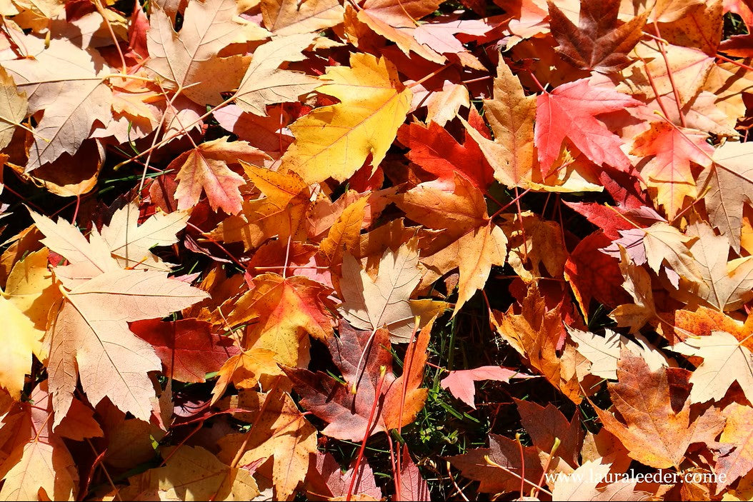 🍂 10 Things That Light Me Up Lately