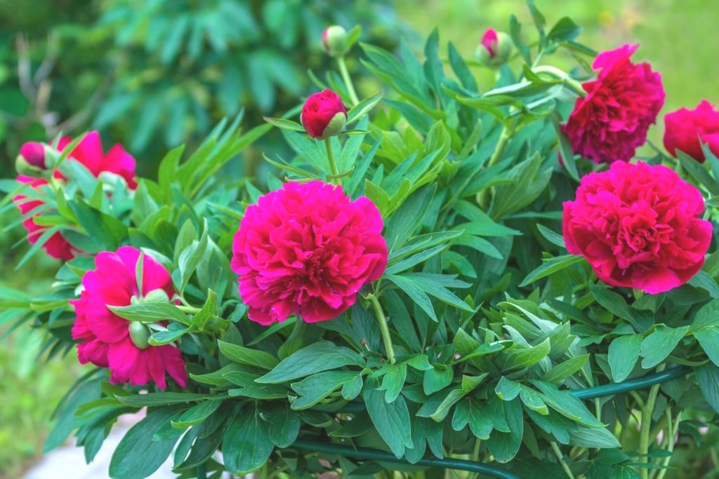 fuschia peonies shrub