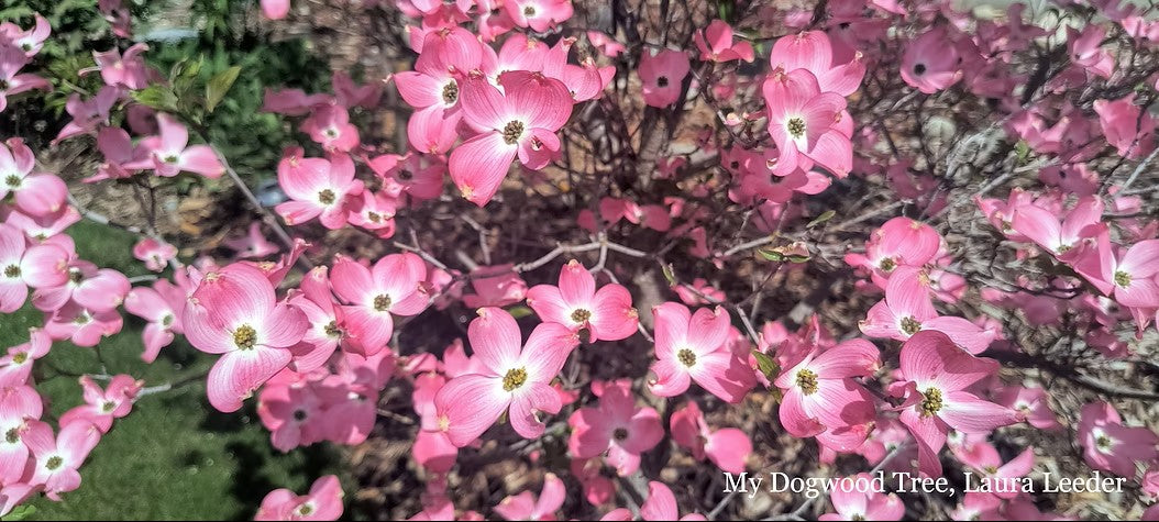 In Full Bloom: Nature’s Invitation to Pause and Replenish