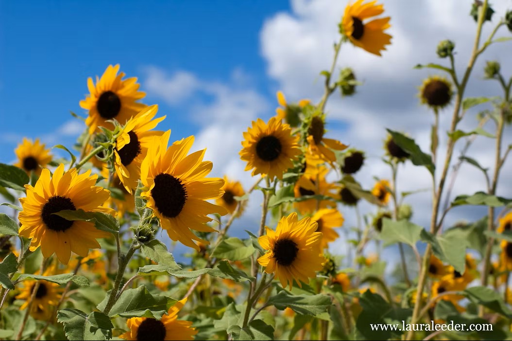 Sunshine, Songbirds & A Gift For You