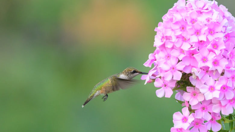 The Hummingbirds Return: A Gentle Beginning to May