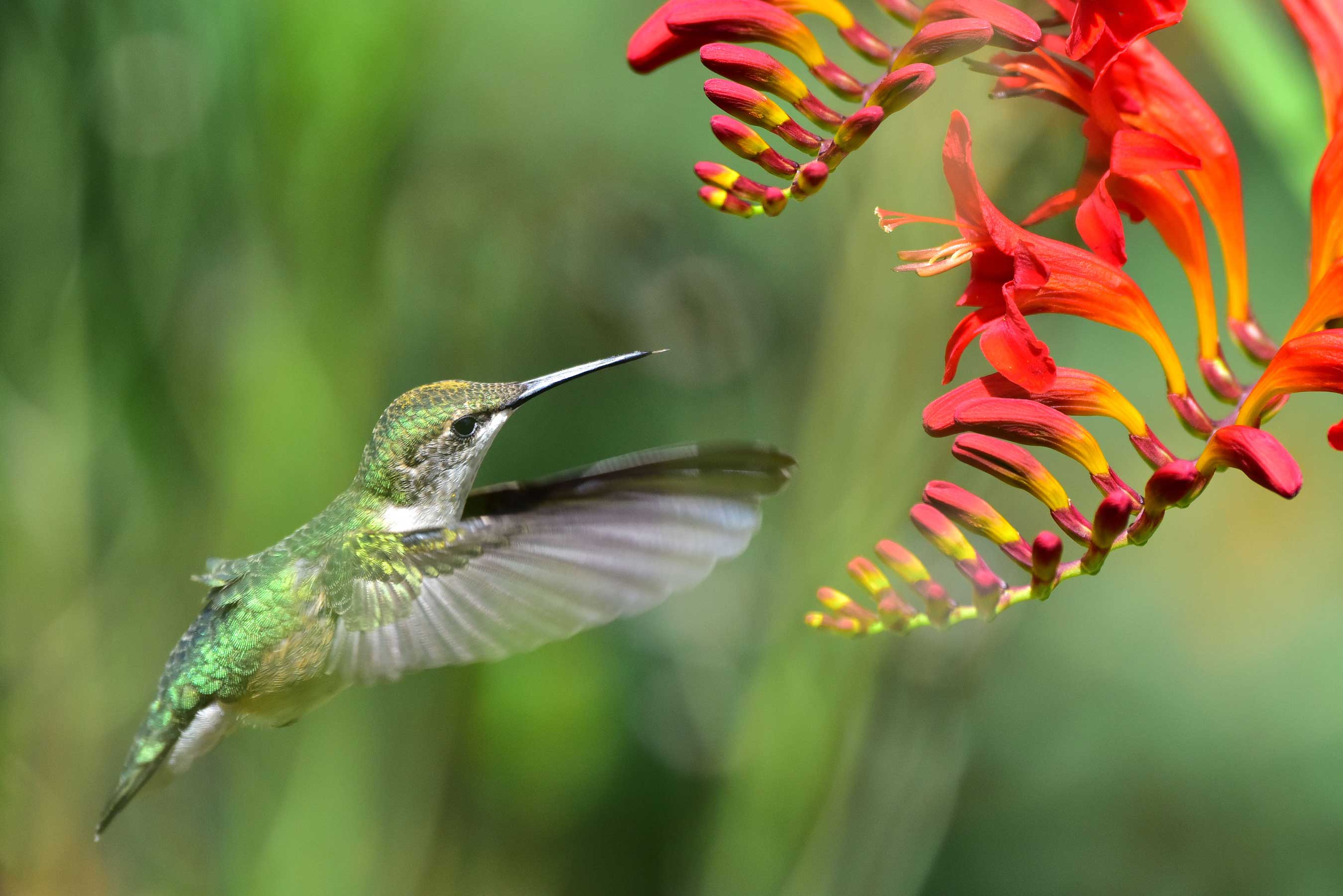 Backyard Hummingbirds in the Kootenays: Garden Visitors, Symbolism & Sketches