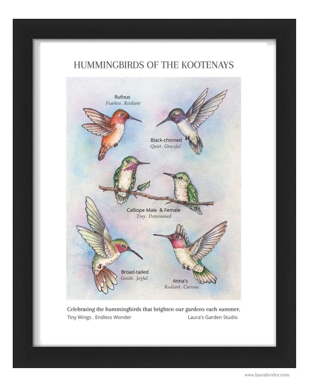 Hummingbirds of the Kootenays – Hummingbird Art Print