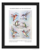 Hummingbirds of the Kootenays – Hummingbird Art Print